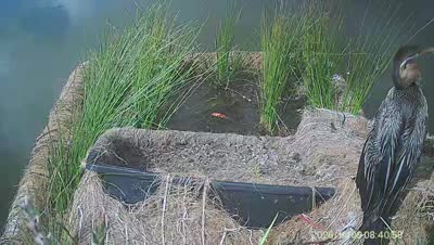 Turtle Island wildlife capture