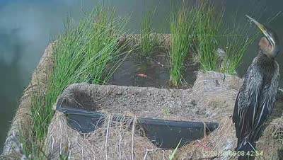 Turtle Island wildlife capture