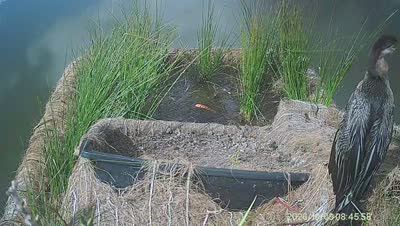Turtle Island wildlife capture