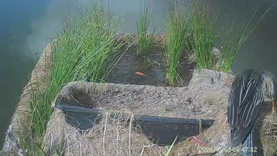 Turtle Island wildlife capture
