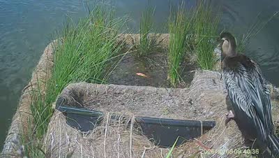Turtle Island wildlife capture