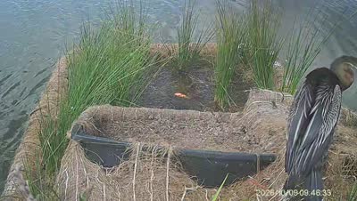 Turtle Island wildlife capture