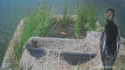 Turtle Island wildlife capture