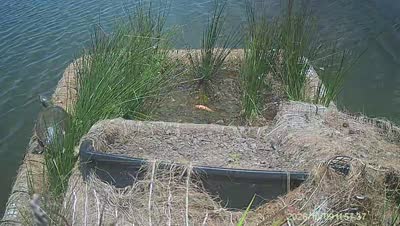 Turtle Island wildlife capture
