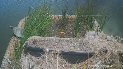 Turtle Island wildlife capture