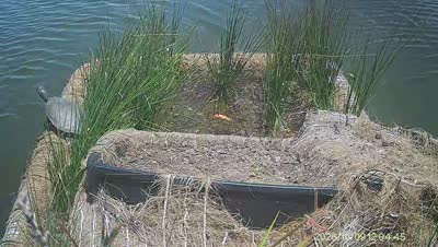 Turtle Island wildlife capture