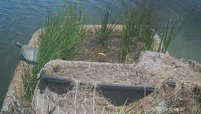 Turtle Island wildlife capture