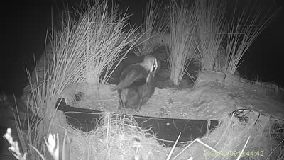 Turtle Island wildlife capture