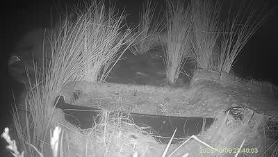 Turtle Island wildlife capture