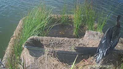 Turtle Island wildlife capture