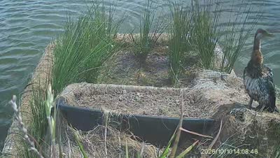 Turtle Island wildlife capture