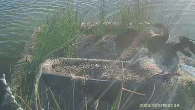 Turtle Island wildlife capture