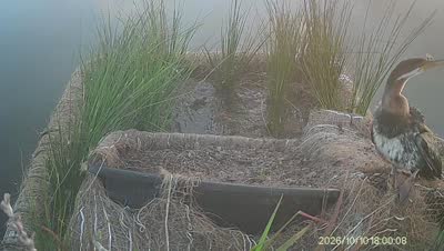 Turtle Island wildlife capture