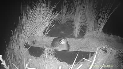 Turtle Island wildlife capture