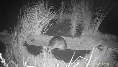 Turtle Island wildlife capture