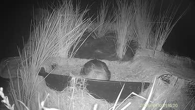 Turtle Island wildlife capture