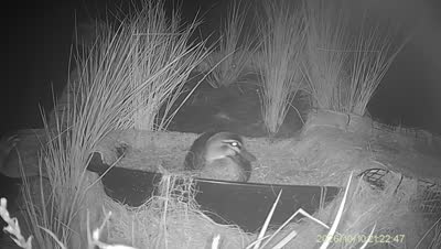Turtle Island wildlife capture