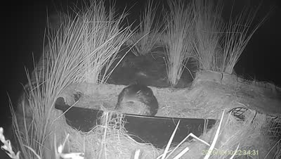 Turtle Island wildlife capture