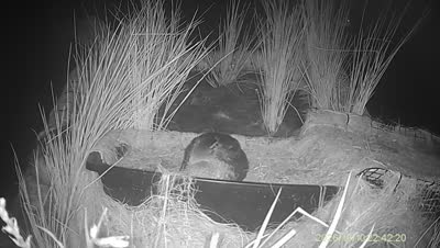 Turtle Island wildlife capture