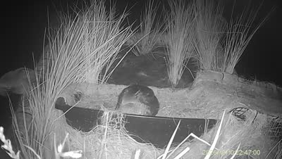 Turtle Island wildlife capture