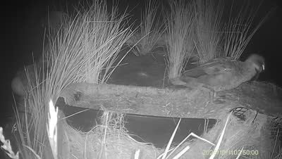 Turtle Island wildlife capture