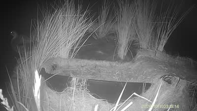 Turtle Island wildlife capture