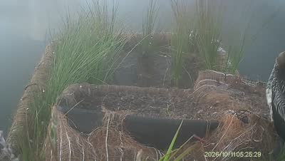 Turtle Island wildlife capture