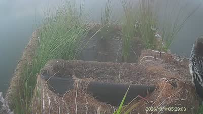 Turtle Island wildlife capture