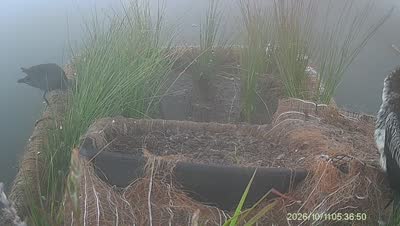 Turtle Island wildlife capture