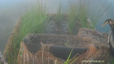 Turtle Island wildlife capture