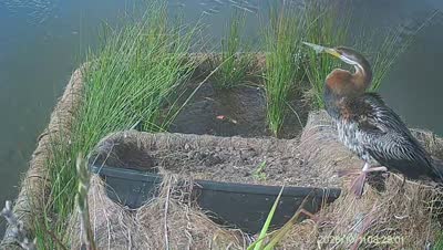 Turtle Island wildlife capture