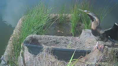 Turtle Island wildlife capture