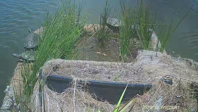 Turtle Island wildlife capture