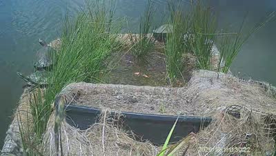 Turtle Island wildlife capture