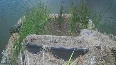 Turtle Island wildlife capture