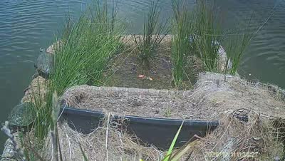 Turtle Island wildlife capture