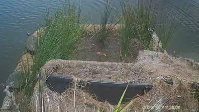 Turtle Island wildlife capture