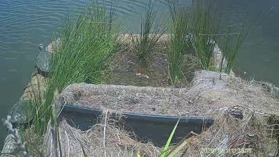 Turtle Island wildlife capture