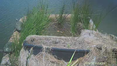 Turtle Island wildlife capture