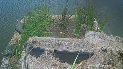 Turtle Island wildlife capture