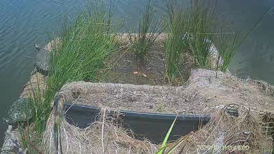 Turtle Island wildlife capture