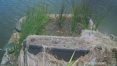 Turtle Island wildlife capture