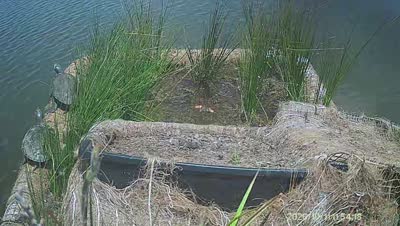 Turtle Island wildlife capture