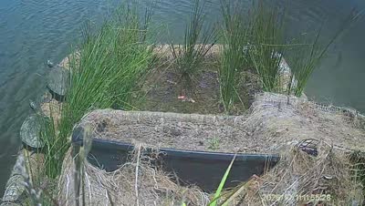 Turtle Island wildlife capture