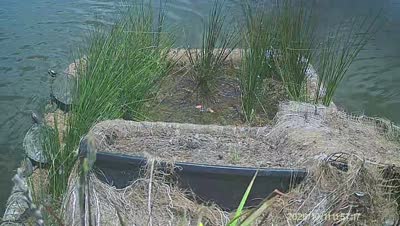 Turtle Island wildlife capture