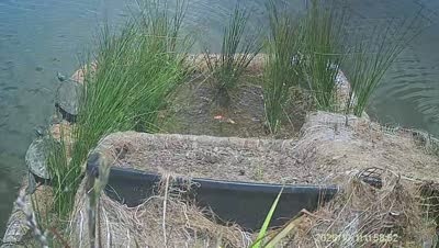 Turtle Island wildlife capture