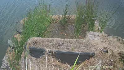 Turtle Island wildlife capture
