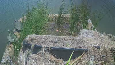 Turtle Island wildlife capture
