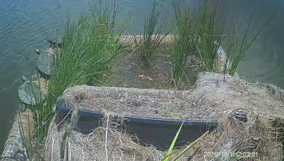 Turtle Island wildlife capture