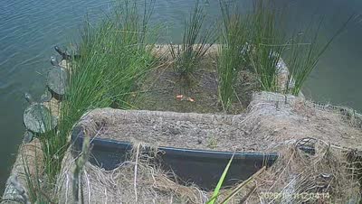 Turtle Island wildlife capture